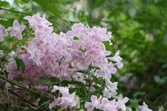 Podranea ricasoliana